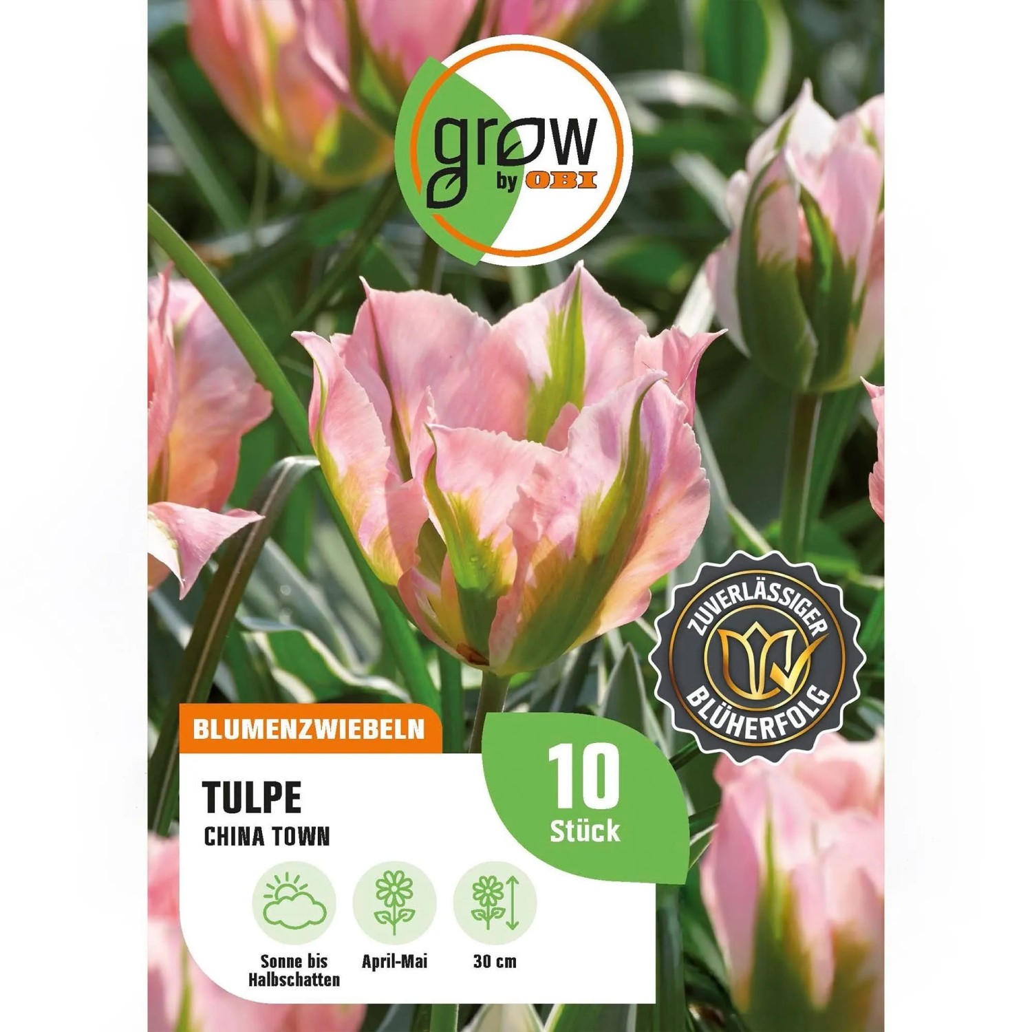 GROW by OBI Tulpe China Town Rosa-Weiß-Grün 8 Stück Tulipa viridiflora ChinaT.