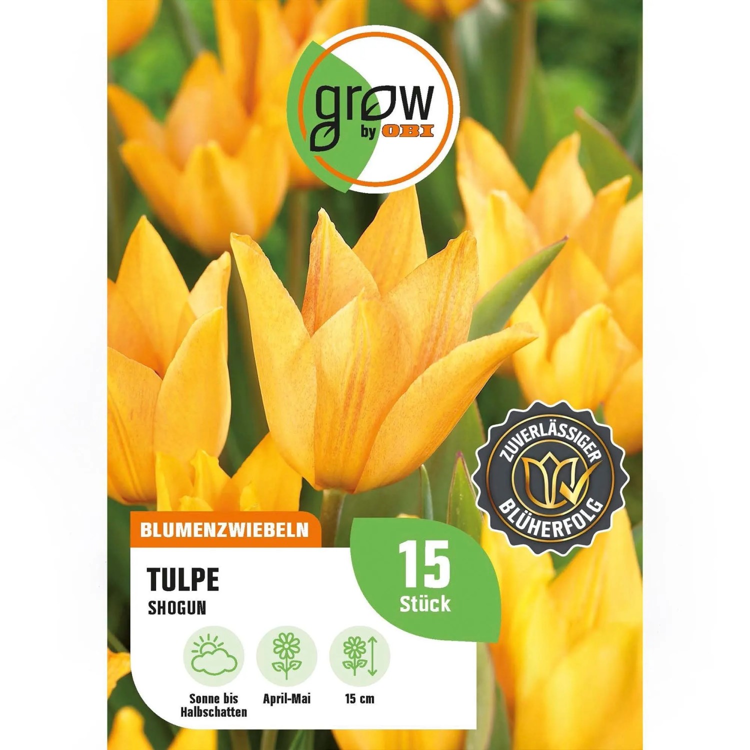 GROW by OBI Tulpe Shogun Orange 15 Stück Tulipa praestans Shogun