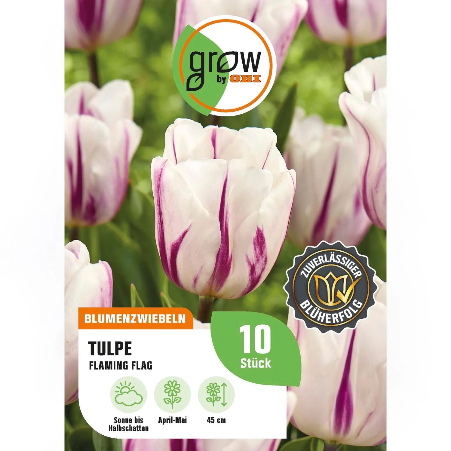 GROW by OBI Tulpe Flaming Flag Weiß/Pur 8 St.Tulipa triumph Flaming Flag Mixed