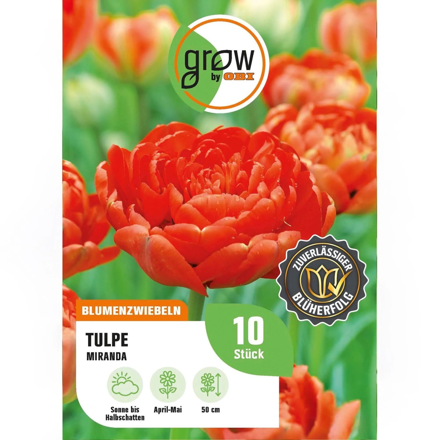 GROW by OBI Tulpe Miranda Rot 8 Stück Tulipa double,ate Miranda