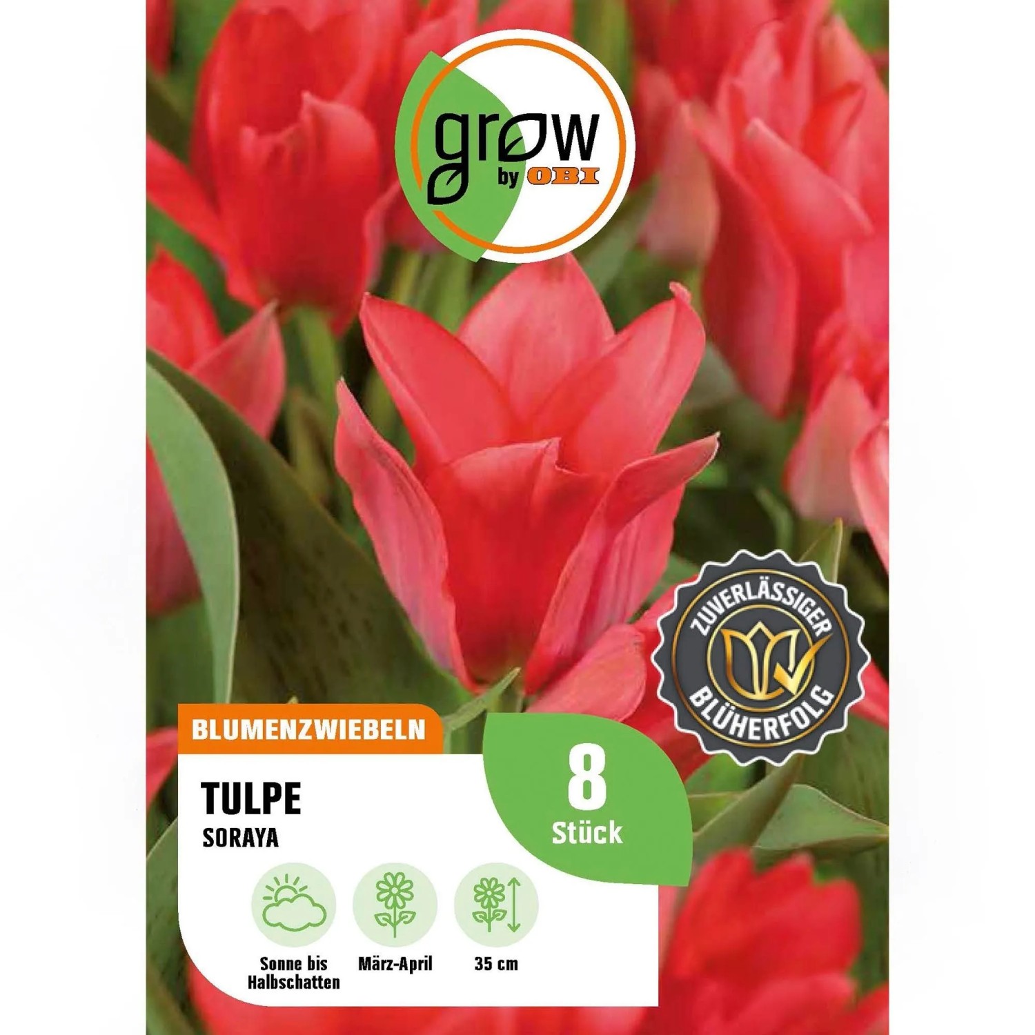 GROW by OBI Tulpe Soraya Rot 8 Stück Tulipa Soraya