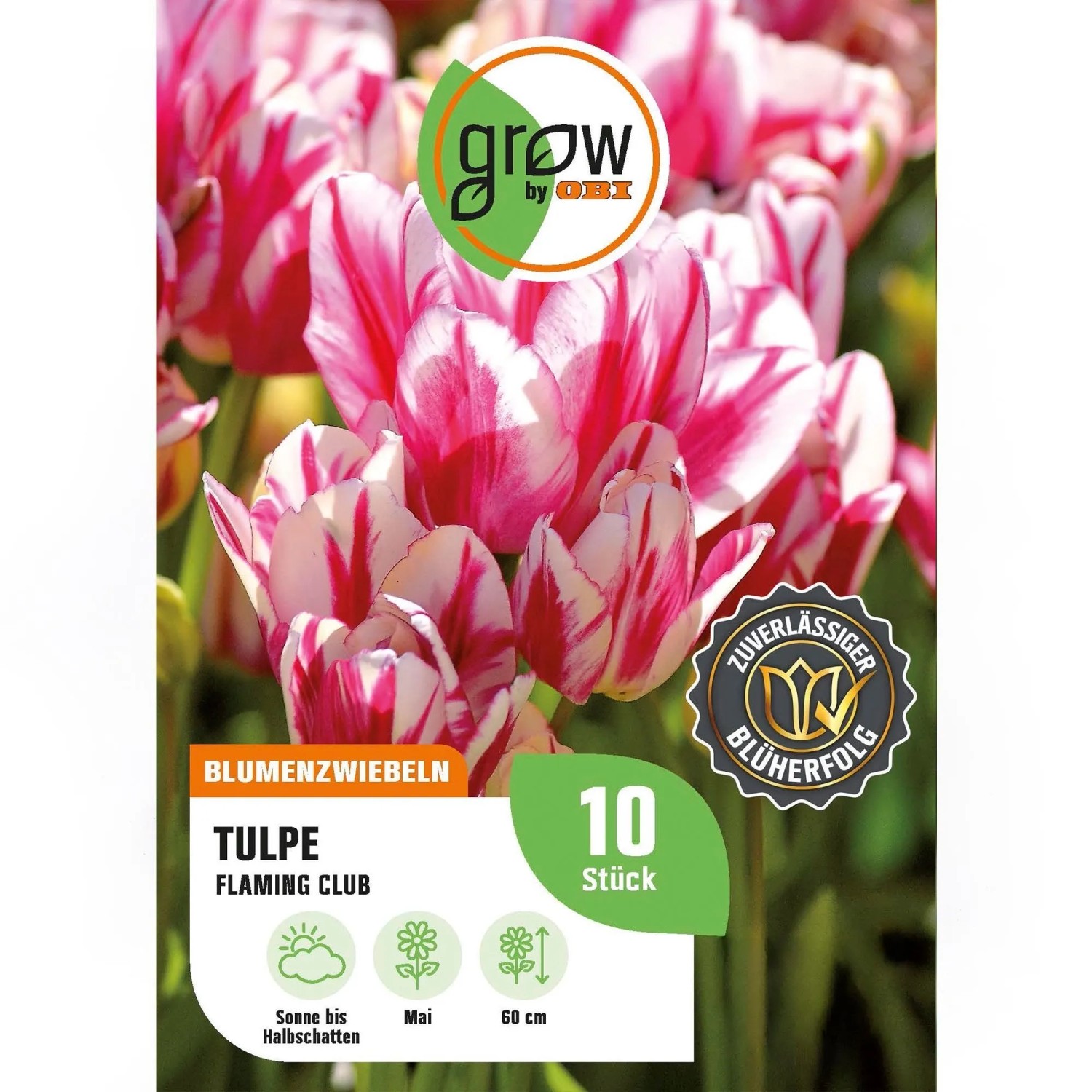 GROW by OBI Tulpe Flaming Club Rot-Weiß 8 Stück Tulipa single,ate Flaming Club