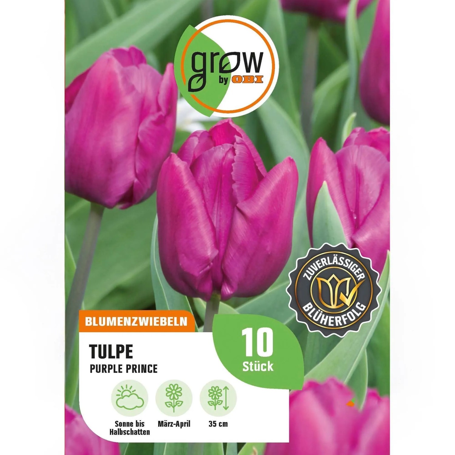 GROW by OBI Tulpe Purple Prince Purple 8 Stück Tulipa single early