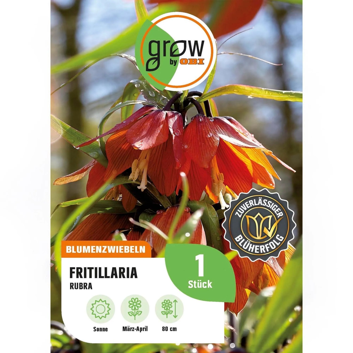 GROW by OBI Kaiserkrone imperalis Rubra Rot 1 Stück