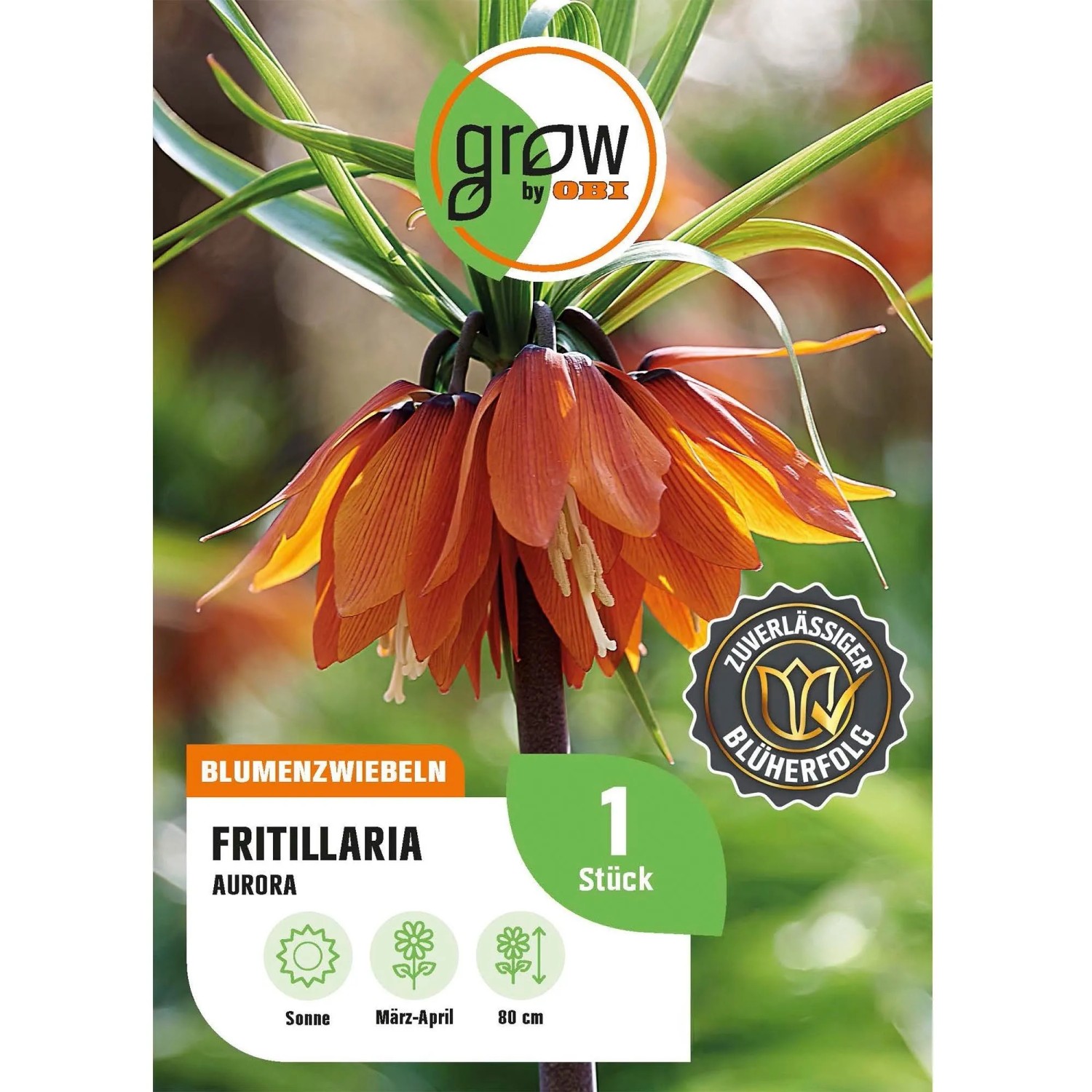 GROW by OBI Kaiserkrone Aurora Orange 1 Stück Fritillaria imperalis Aurora