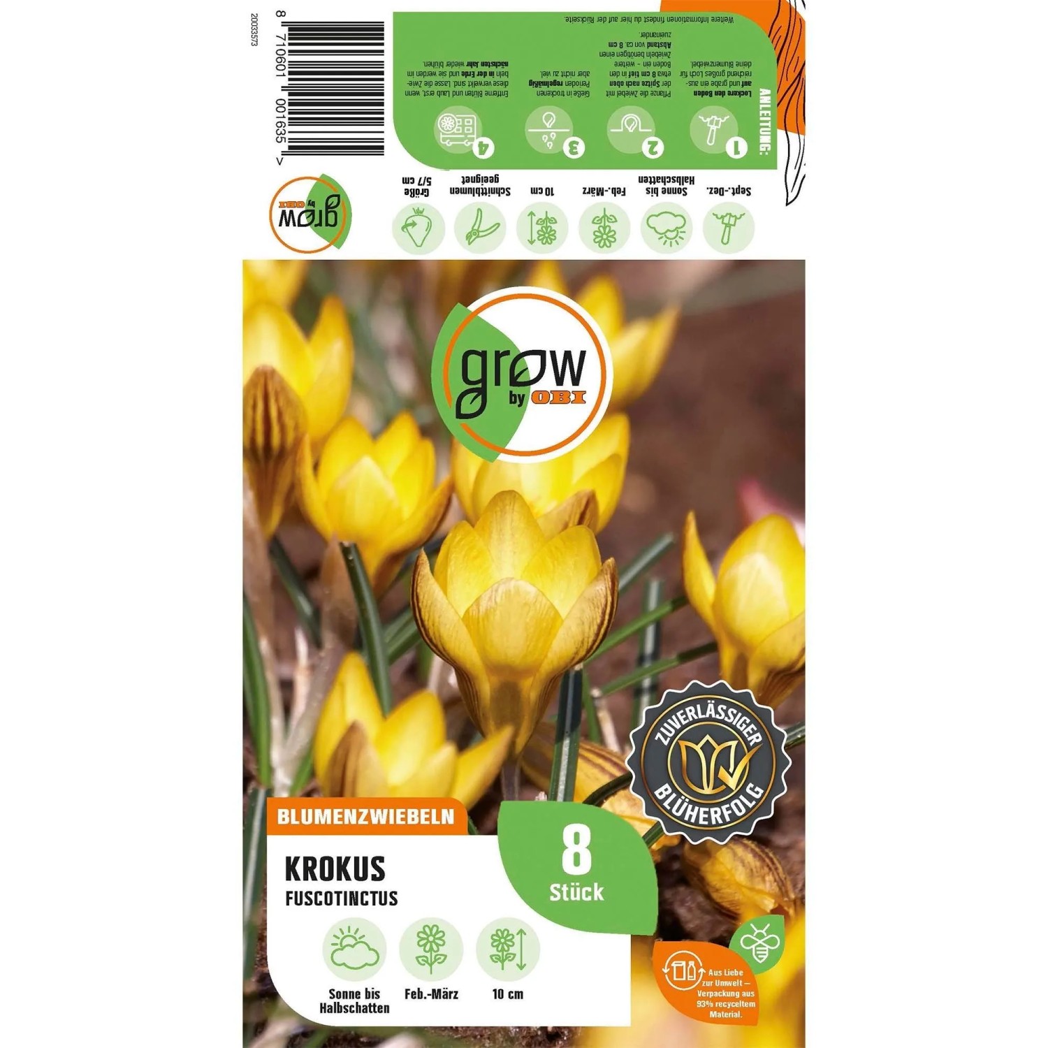 GROW by OBI Krokus Fuscotinctus Orange 8 Stück Crocus chrycanthus Fuscotinctus