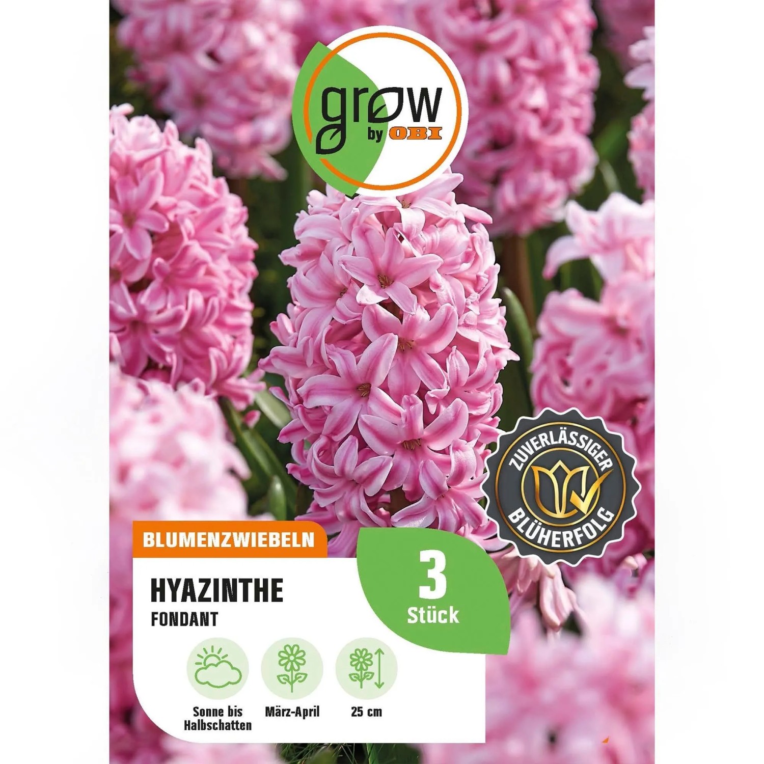 GROW by OBI Hyazinthe Fondant Rosa 3 Stück Hyacinthus orientalis Fondant