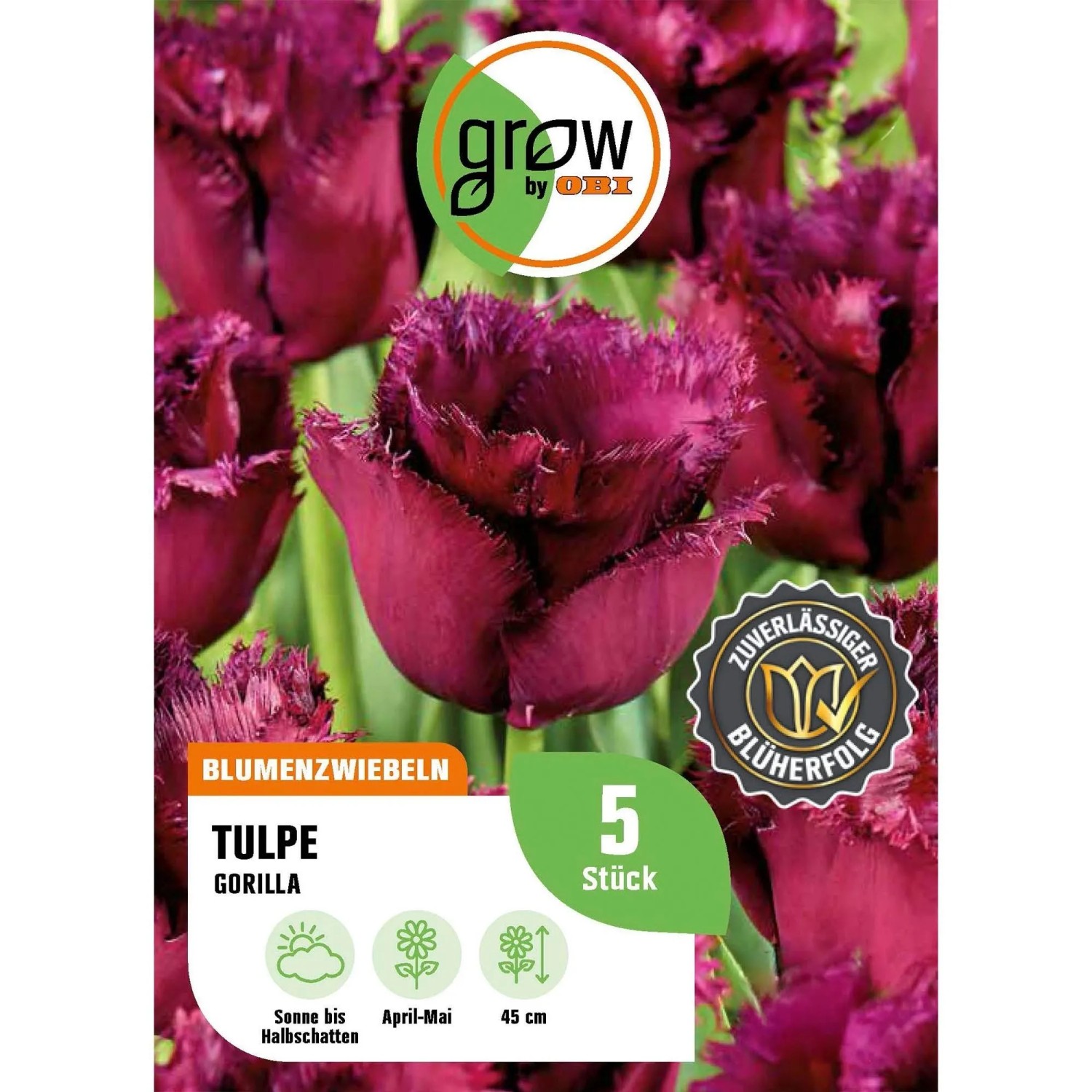 GROW by OBI Tulpe Gorilla Purple 5 Stück Tulipa fringed Gorilla