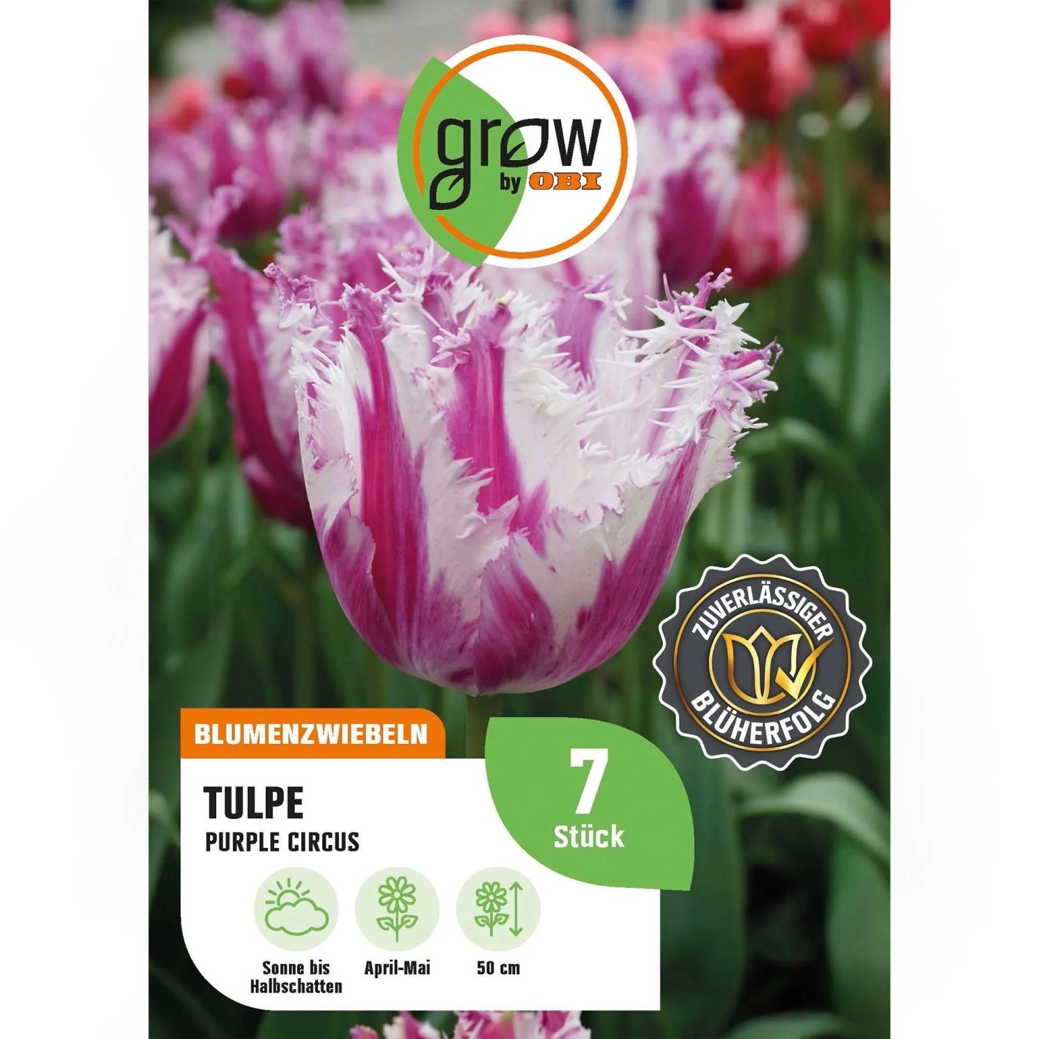 GROW by OBI Tulpe Purple Circus weiß-lila 5 Stück Tulipa fringed Purple Circus