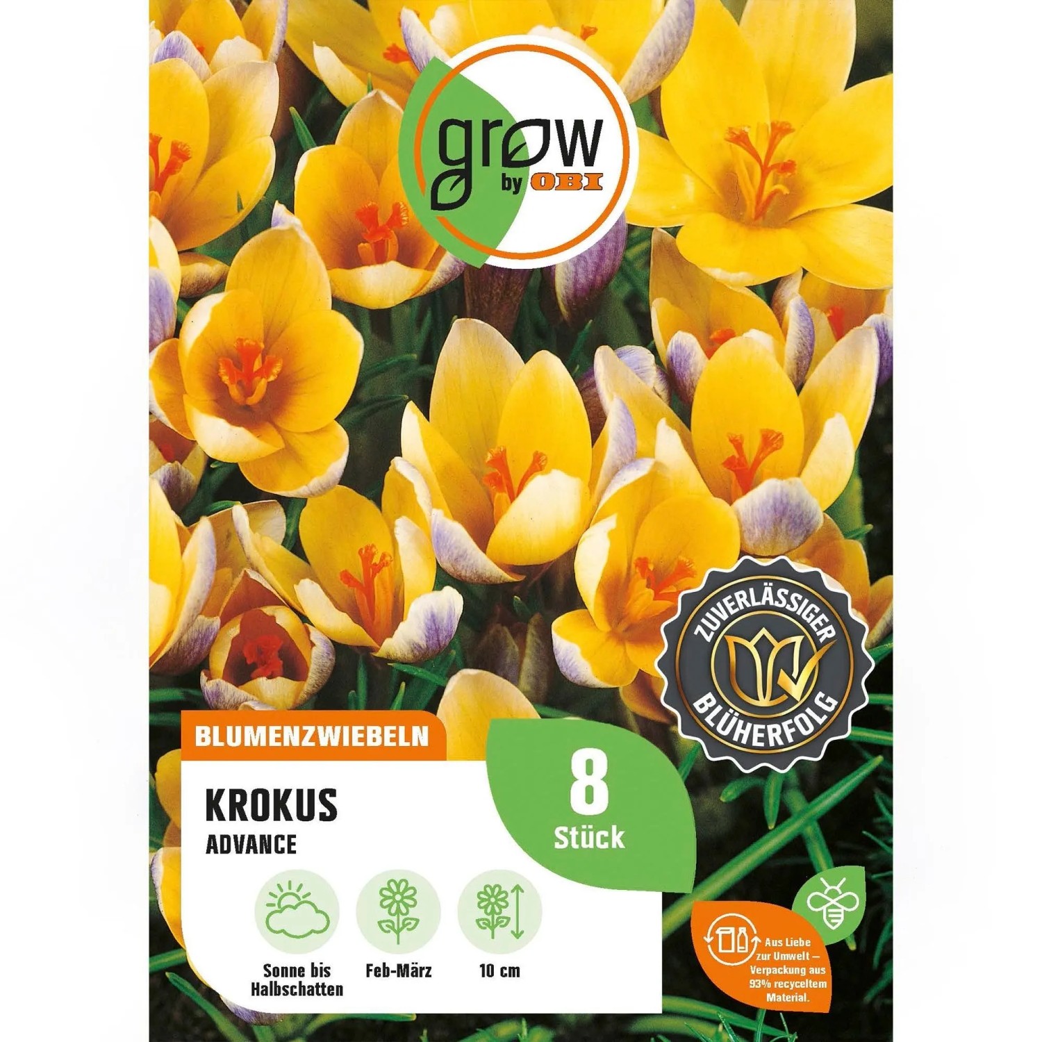 GROW by OBI Krokus Advance Purple 8 Stück Crocus chrysanthus Advance