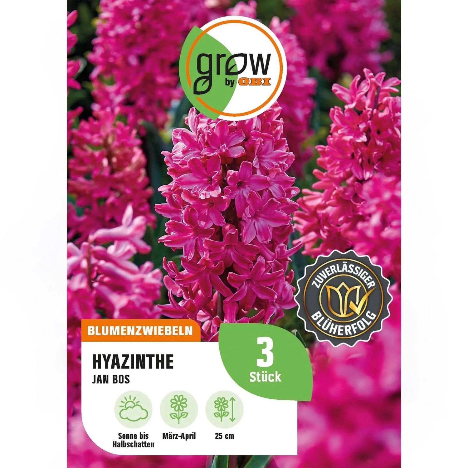 GROW by OBI Hyazinthe Jan Bos Rot 3 Stück Hyacinthus orientalis Jan Bos