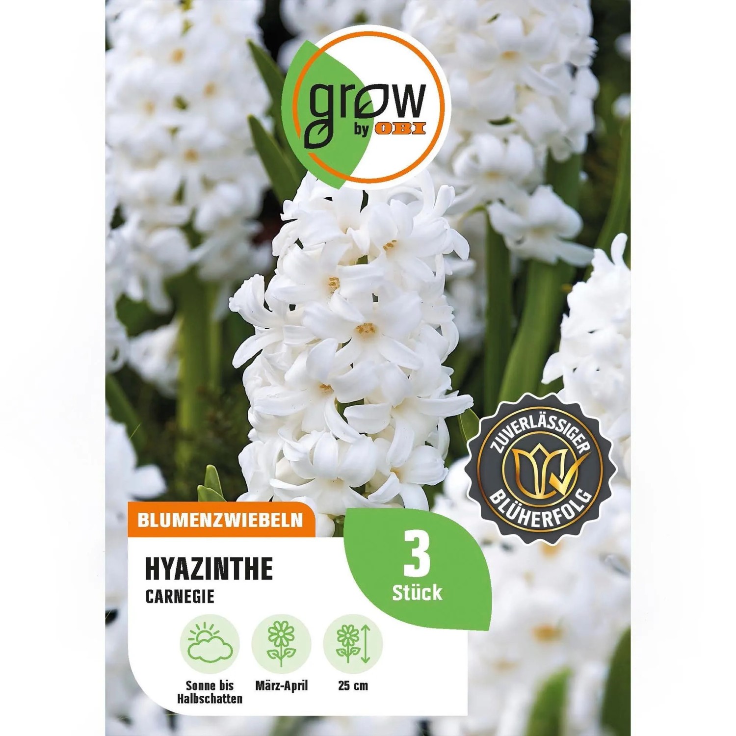 GROW by OBI Hyazinthe Carnegie Weiß 3 Stück Hyacinthus orientalis Carnegie