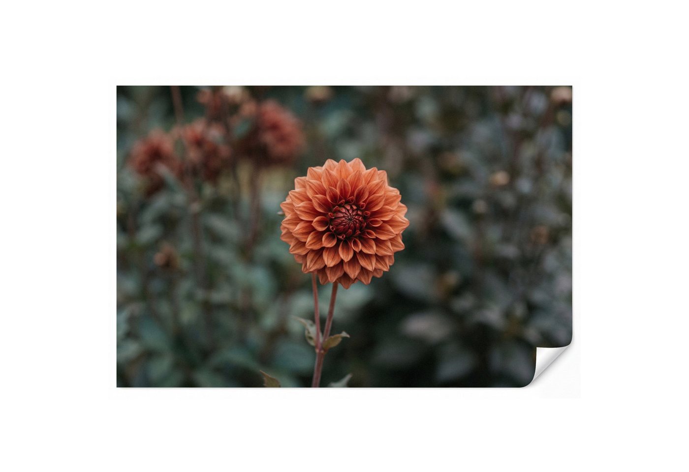 OnlyWow Fototapete Dahlie - Blume - Natur - Atmosphärisch, Matt, bedruckt, Wohnzimmer, Modern, Wanddekoration, Vliestapete 100x70cm Bild 4