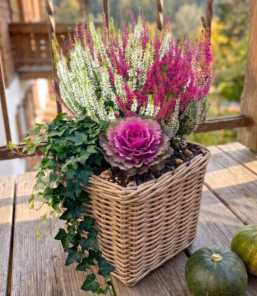 BALDUR Garten Staude 3er Herbst-Set 'Happy Fall', 3 St., Herbstpflanzen-Mix, wintergeeignet, farbenfroh, kübelgeeignet
