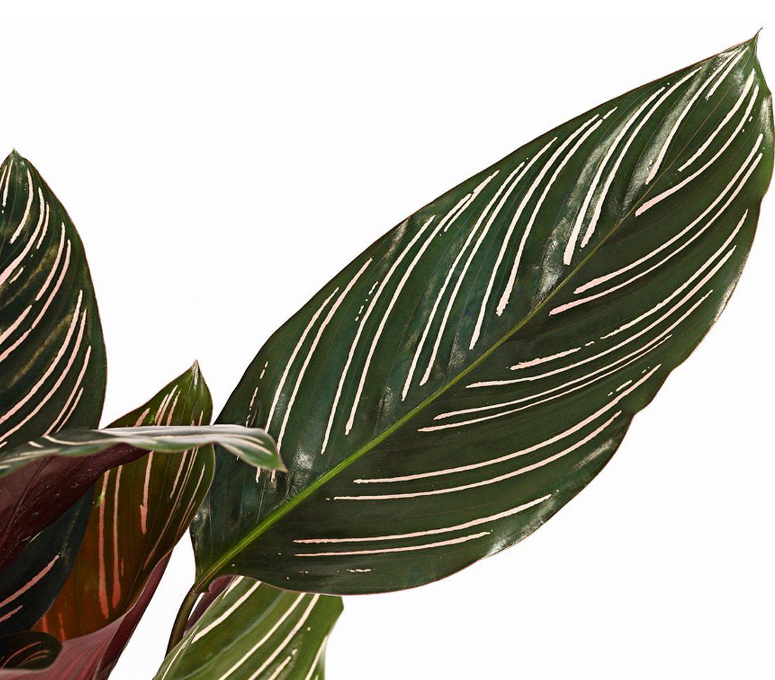 Dehner Zimmerpflanze Korbmarante, Calathea ornata, 40-50 cm inkl. Pflanztopf, luftreinigende Grünpflanze mit dunkelgrünem, gestreiftem Laub Bild 2