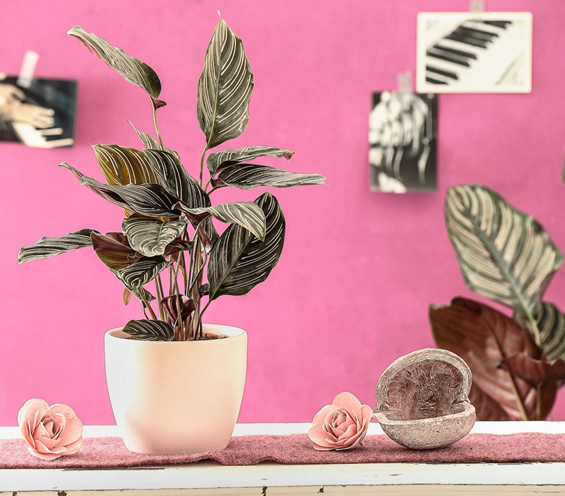 Dehner Zimmerpflanze Korbmarante, Calathea ornata, 40-50 cm inkl. Pflanztopf, luftreinigende Grünpflanze mit dunkelgrünem, gestreiftem Laub Bild 3