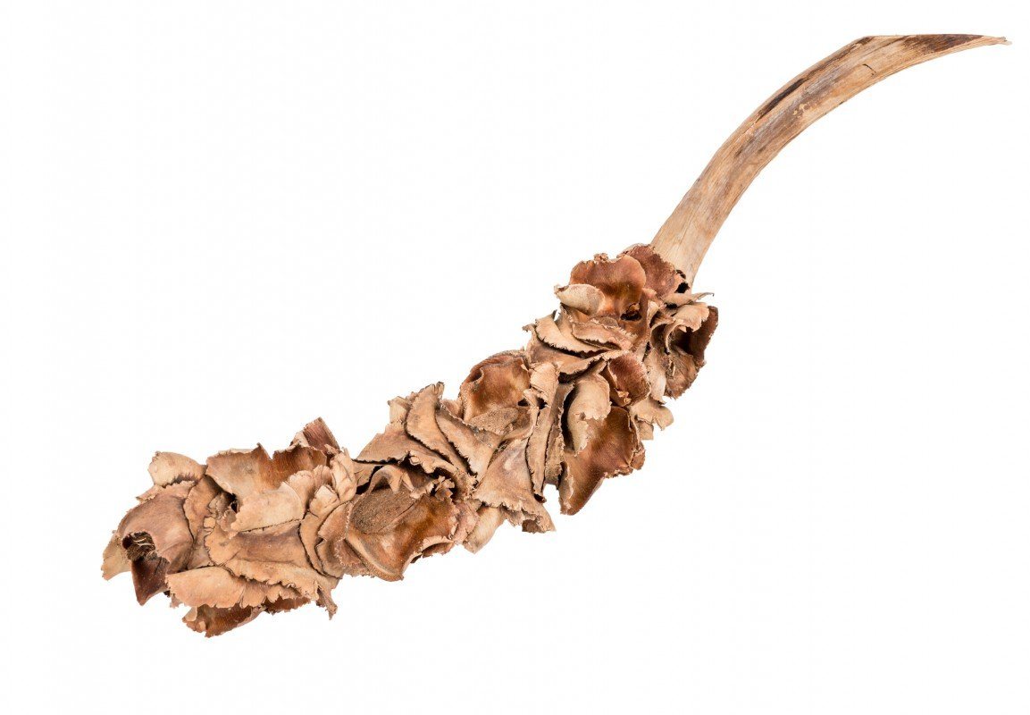 NaDeco Bastelnaturmaterial Nussblüten-Zweig in Natur, Größe ca. 25-40cm Dekozweig