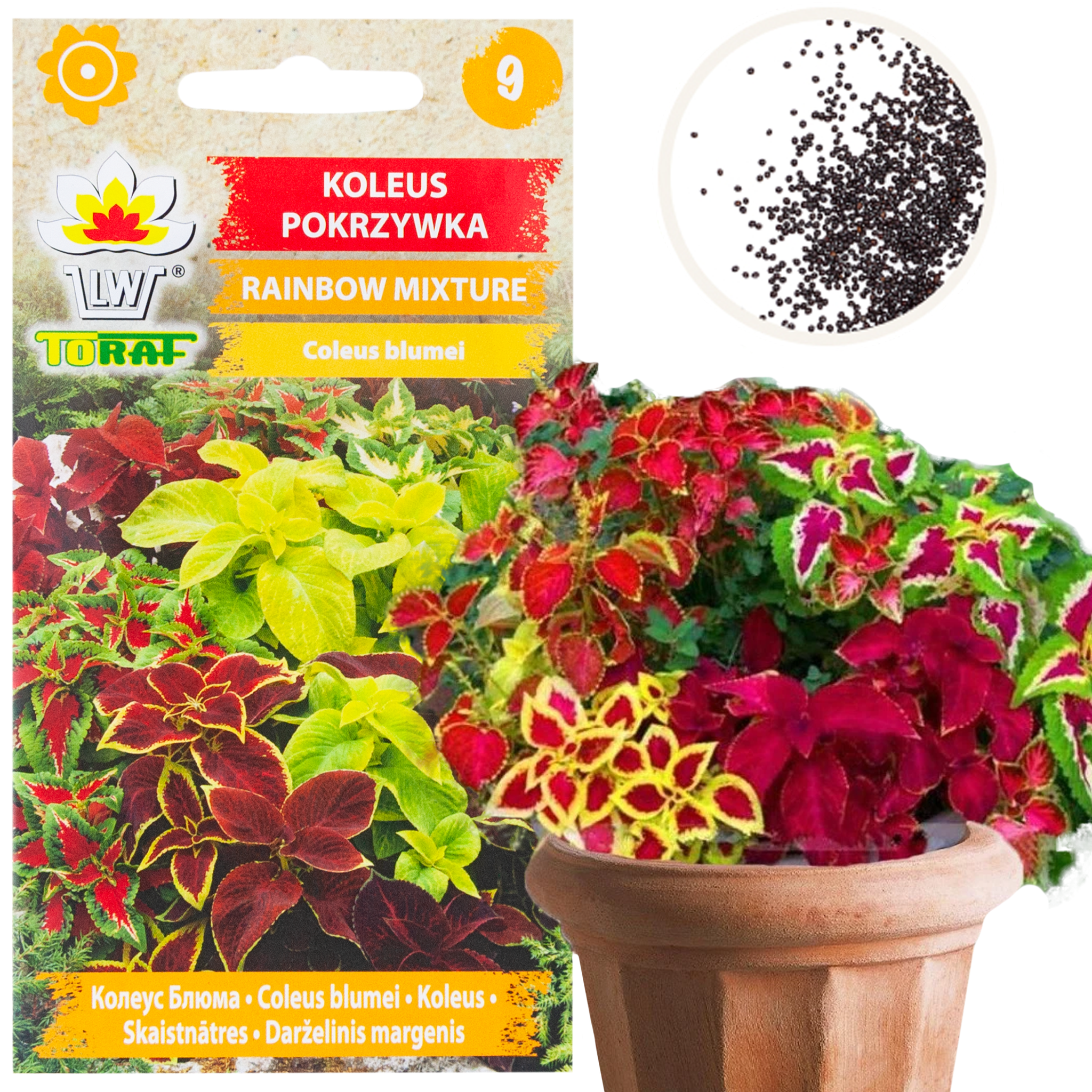 R6663 Coleus Urtina 0,2 G Regenbogenblumensamenmischung