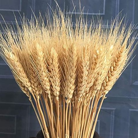 100 Stück Künstliche Blumen, Große Getrocknete Weizenblumen, Natürliche Getrocknete Weizensträuße, Echter Weizen Für Diy-kranz-dekoration, Haus- Und Tischdekoration