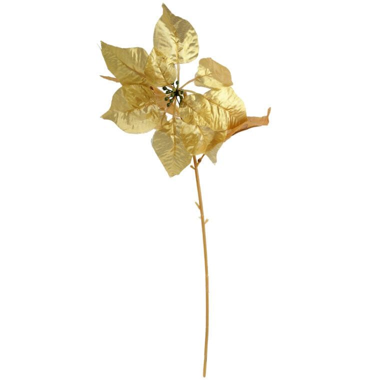 Weihnachtsstern 'stern Von Bethlehem', 57 Cm, Goldfarben, Einzelne Blüte