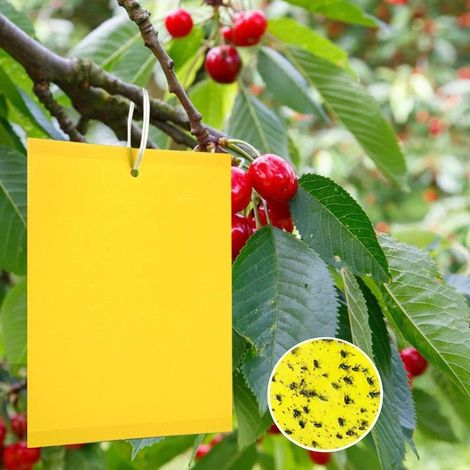 20er-pack Gelbe Tafeln Für Kirschbäume, Zur Bekämpfung Von Pilzmücken, Gelbe Aufkleber Für Obstbäume, Fallen Für Kirschfliegen, Gelbe Fliegenfalle