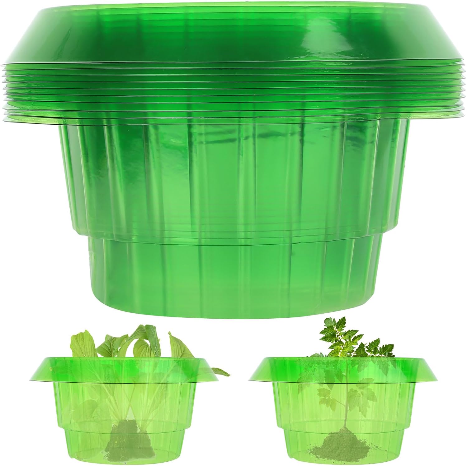 10 Grüne Schneckenhalsbänder