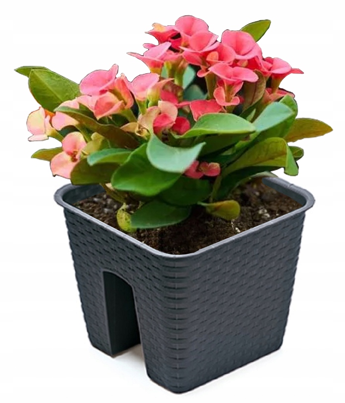 Balkon-blumentöpfe Für Balkon, Ratolla Box, 272 Mm, Anthrazit