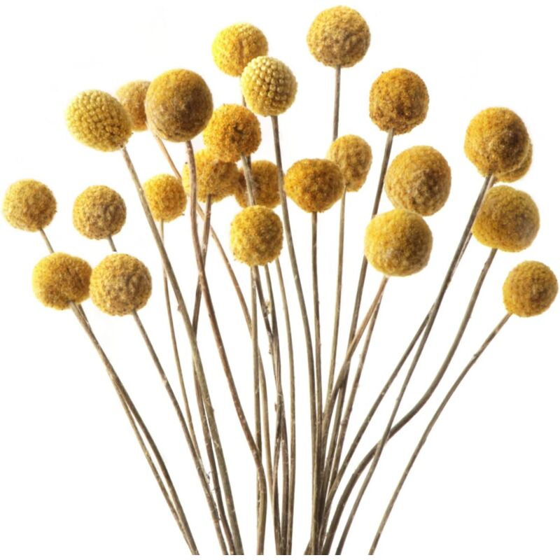 40 Stück Billy Balls, Getrocknete Blumen, Gelbe Billy Button Balls, Getrocknete Blumen, Echte Blumen Für Zuhause, Hochzeit, Dekoration, Tischvase, Blumenarrangement (golden)