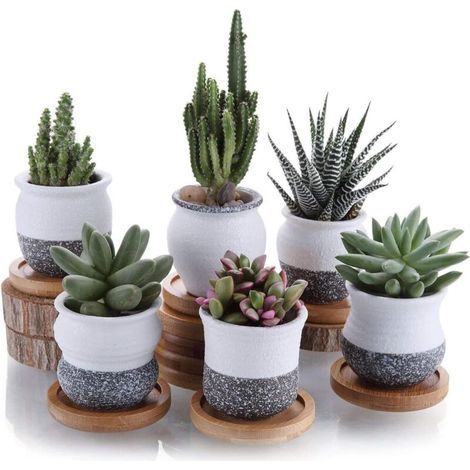 7cm Keramik-sukkulententopf Mit Bambusuntersetzer, 6er-set, Kaktus-pflanztöpfe, Blumentopf, Pflanzgefäß, Dekoration Für Haus Und Büro (pflanzen Nicht Enthalten)