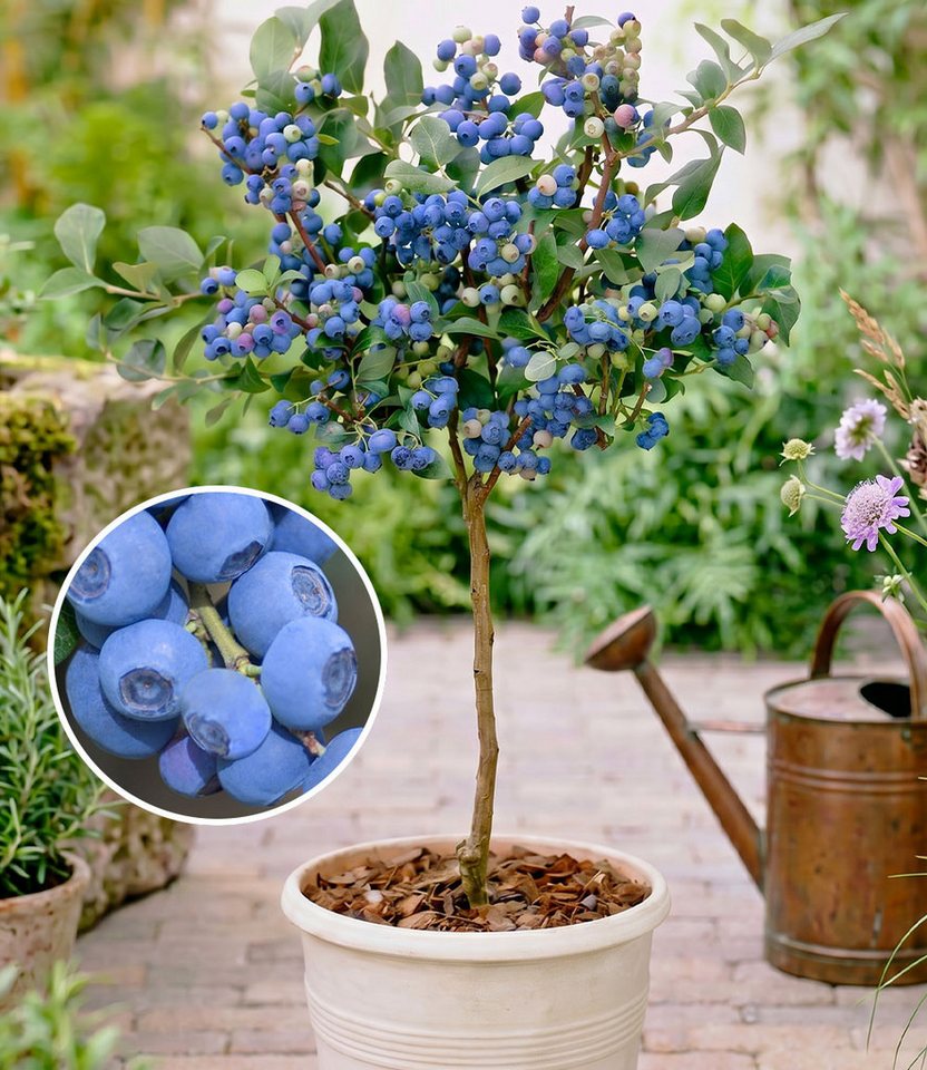 BALDUR Garten Obstpflanze Heidelbeer-Stämmchen 'Top Hat', 1 St., Blaubeer-Stämmchen,winterhart, ertragreich, kompakt, pflegeleicht