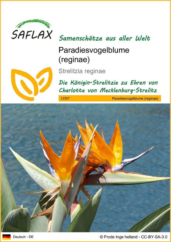 SAFLAX Blumensamen SAFLAX - Samen - Paradiesvogelblume (reginae) Bild 5