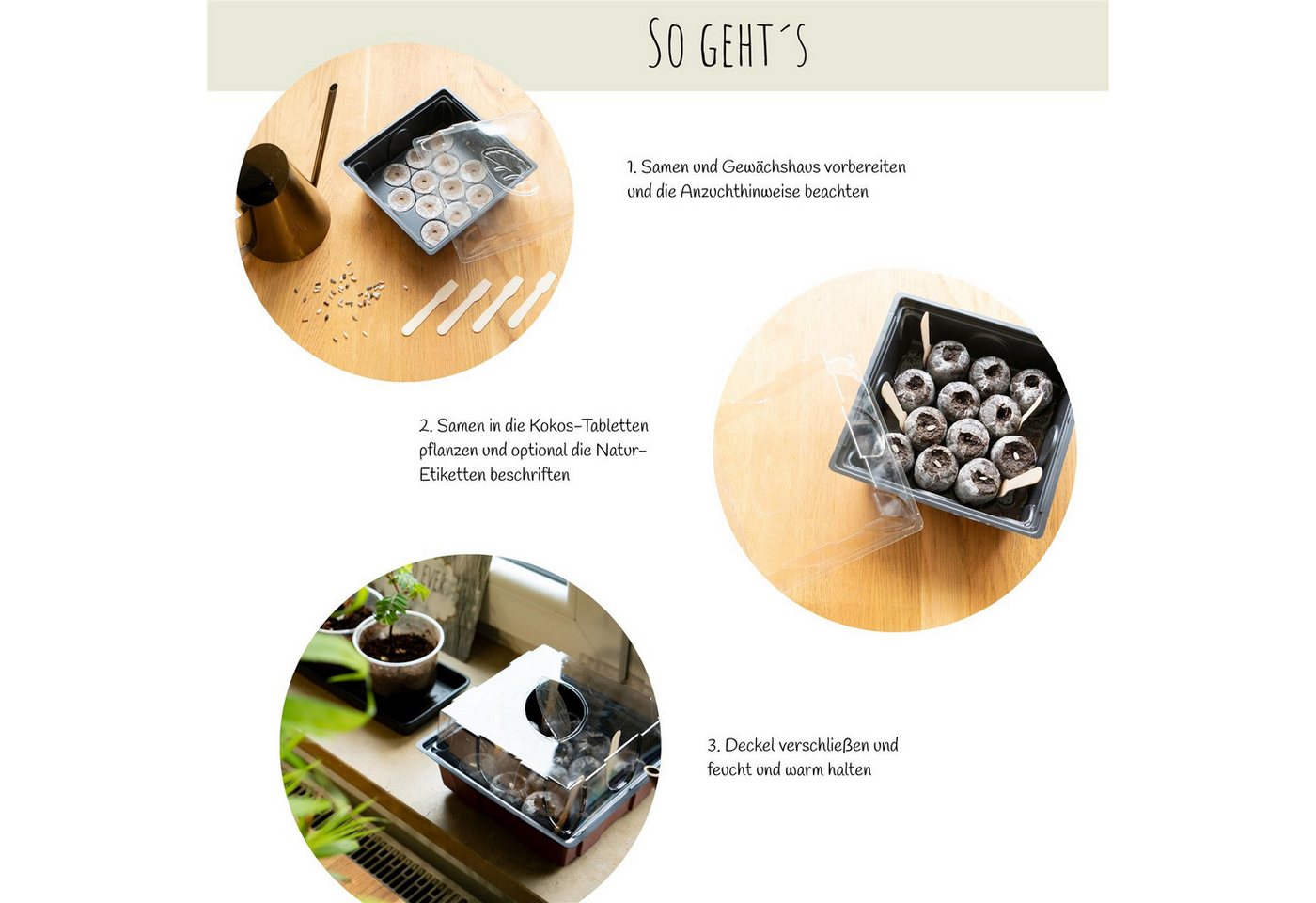 HappySeed Blumensamen Kakteen Starter Kit - Gewächshaus & Samen (Wüstenrose + Leb. Granit), Kakteen Bild 3