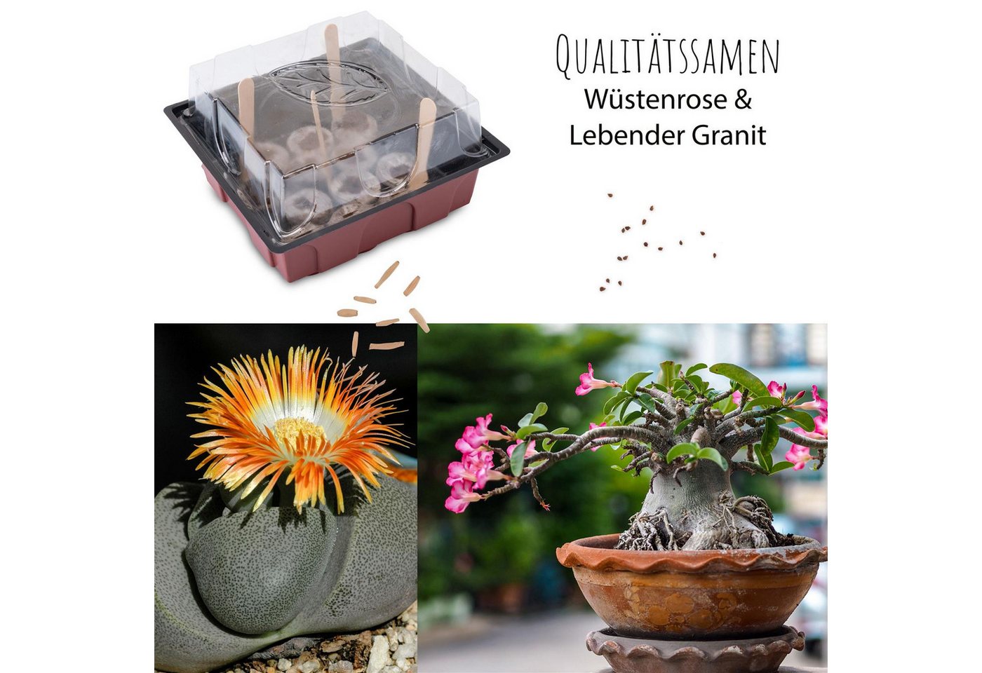HappySeed Blumensamen Kakteen Starter Kit - Gewächshaus & Samen (Wüstenrose + Leb. Granit), Kakteen Bild 4