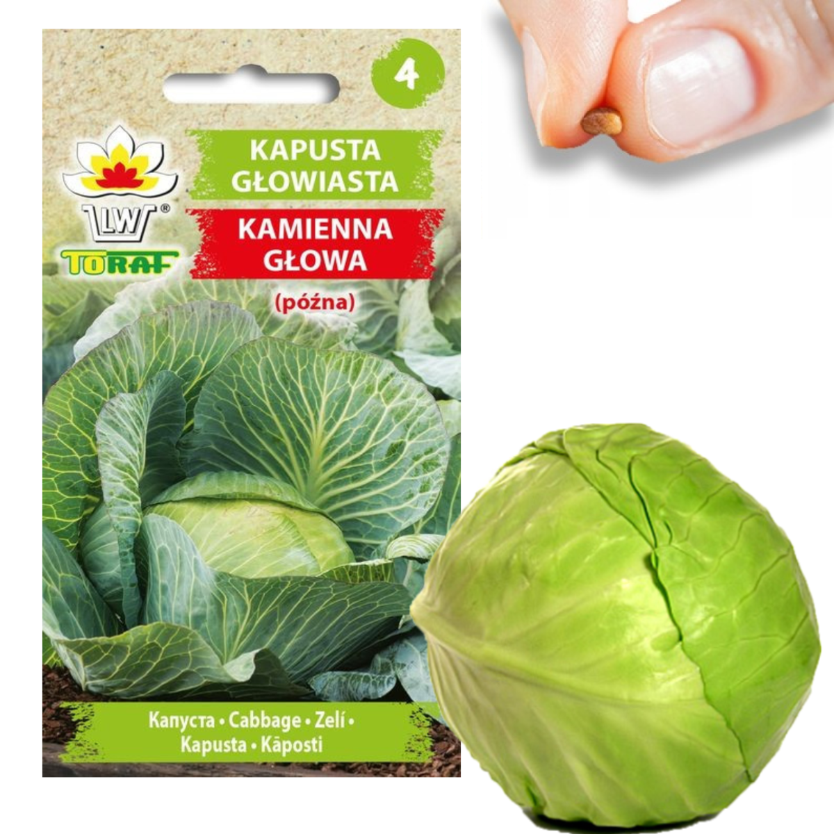 W1084 Kohlsamen, Kohlkopf, Weißer Steinkopf, Spät Für Die Tasche