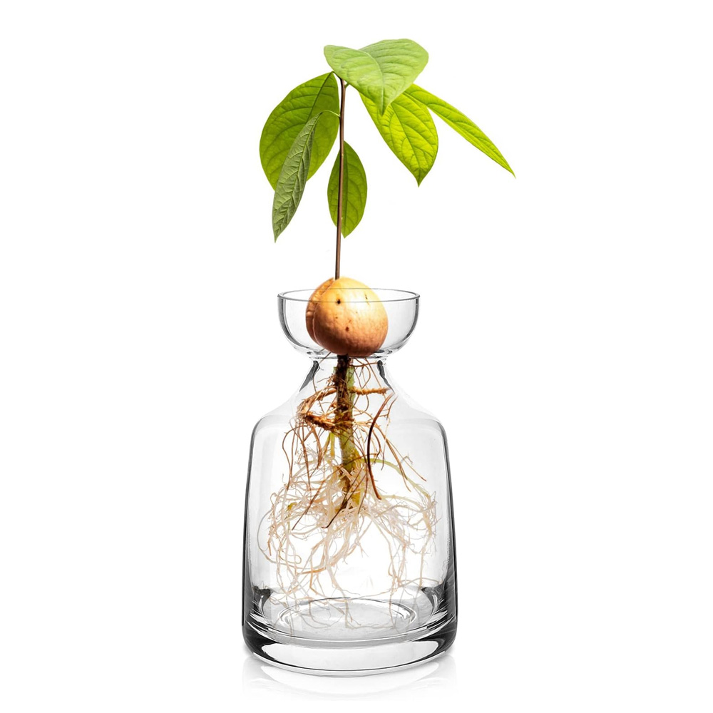 Vase En Verre Pour Avocatier - Kit De Culture D'Avocat - Pot De Fleurs En Forme De Gland - Vase En Verre Pour Maison, Table, Bureau,