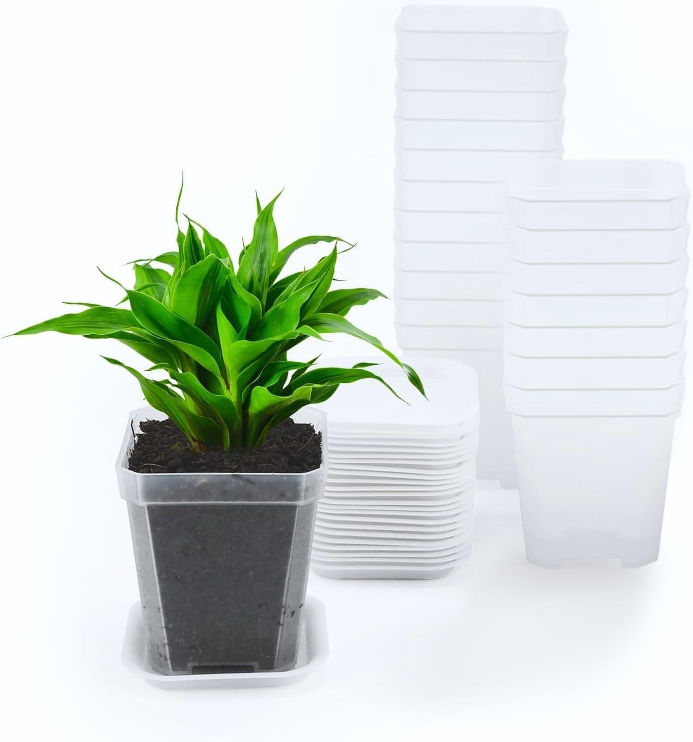 (24 Stück) Pots De Plantes Carrés Clairs, 7 Cm Epaissir Pots De Fleurs In Plastic Jardinière Succulente Pots De Pépinière Avec Palette/plateaux