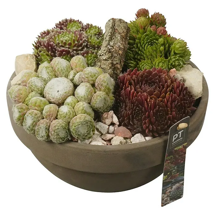Piardino Hauswurz Arrangement