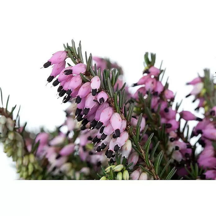 Piardino Winterblühende Heide (Erica darleyensis, Topfgröße: 12 cm, verschiedene Fraben)