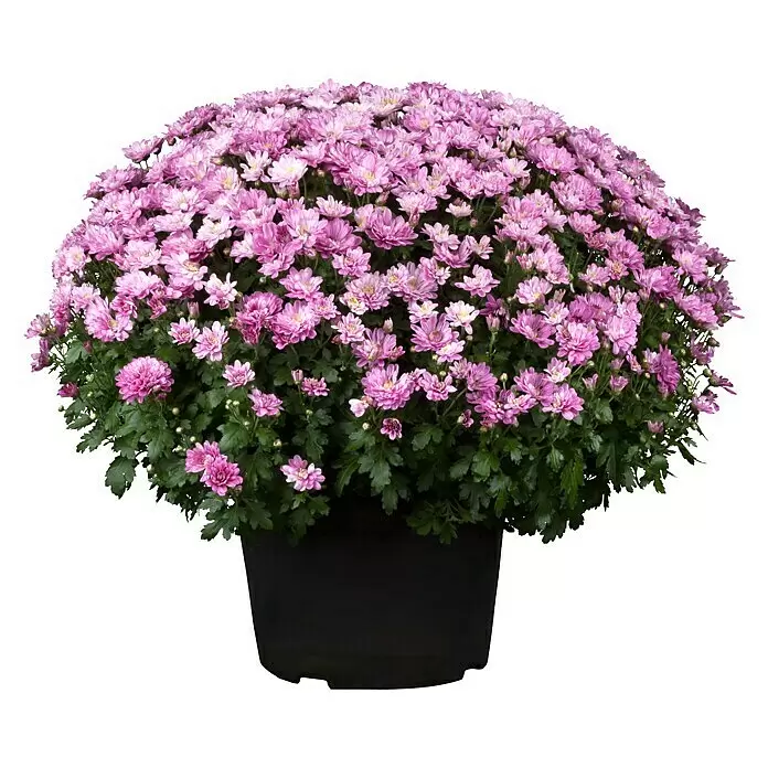 Piardino Herbst-Chrysantheme (Chrysanthemum indicum Hybride Premium, Topfgröße: 19 cm, Sortenabhängig)