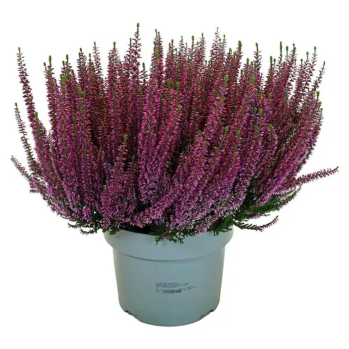 Piardino Besenheide Beauty Lady in Farben gemischt (Calluna vulgaris, Topfgröße: 23 cm, verschiedene Farben)