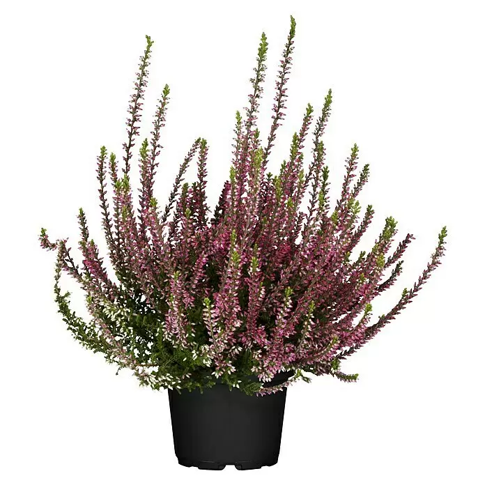 Piardino Besenheide Beauty Ladies (Calluna vulgaris, Topfgröße: 10 cm, Gemischt)