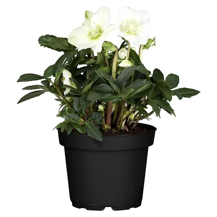Piardino Christrose (Helleborus niger 'Christmas Carol' ®, Topfgröße: 12 cm, Weiß)