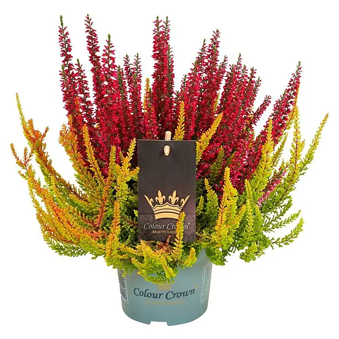 Piardino Besenheide Color Crown (Calluna vulgaris, Topfgröße: 13 cm, 2 farbig)