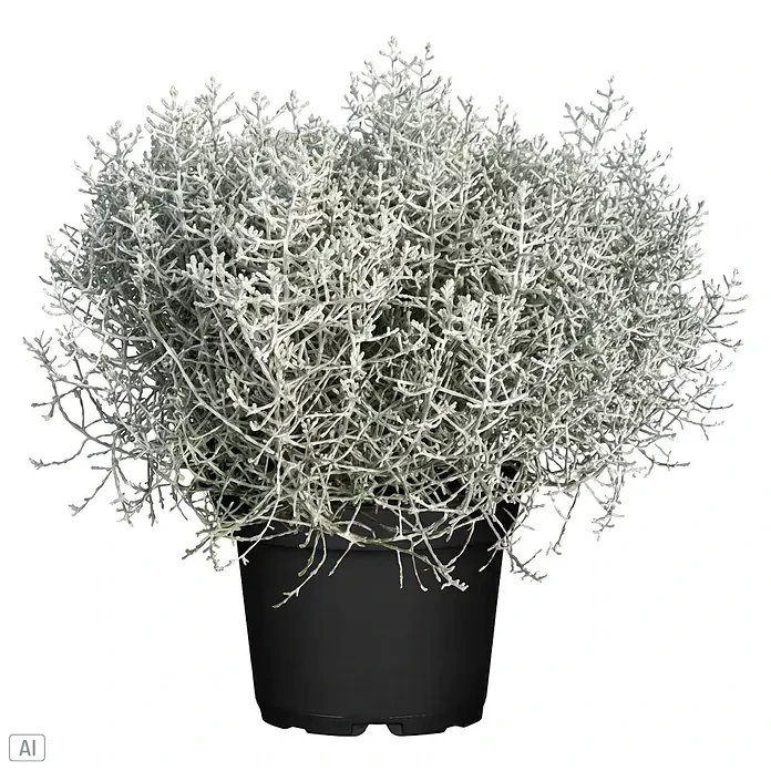 Piardino Silberblatt Drahtpflanze (Calocephalus browni, Topfgröße: 26 cm)