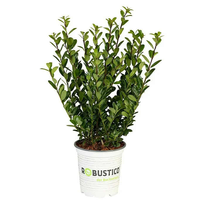 Piardino Japan-Stechpalme (Ilex crenata, Topfgröße: 11 cm)
