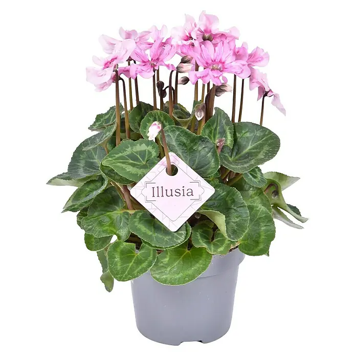 Zimmer-Alpenveilchen (Cyclamen persicum Illusia, Topfgröße: 10,5 cm, Rosa)