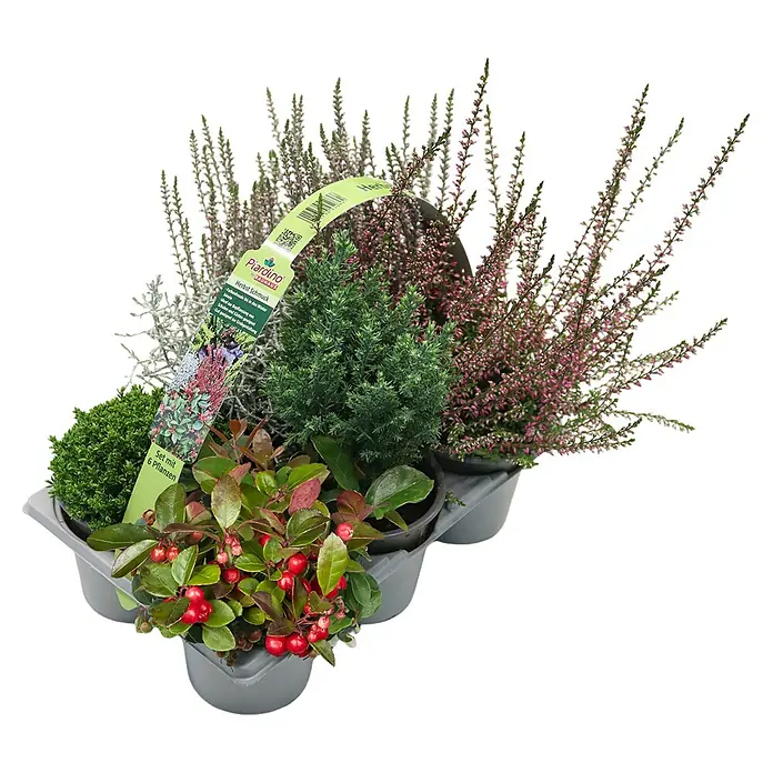Pflanzen-Mix (Topfgröße: 9 cm, Gesamtstückzahl: 6 Stk.)