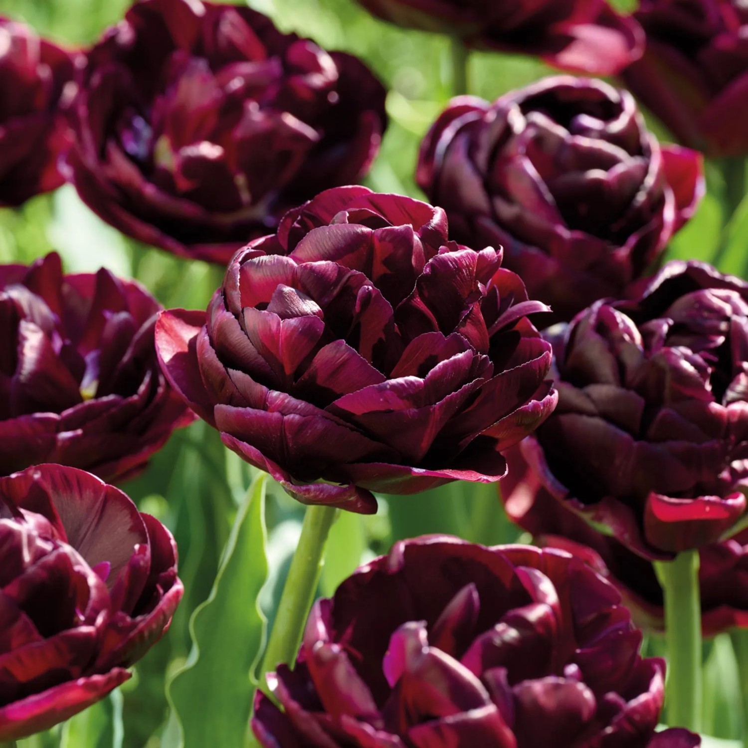 GROW by OBI Tulpen Pamplona Rot 7 Stück 11/12