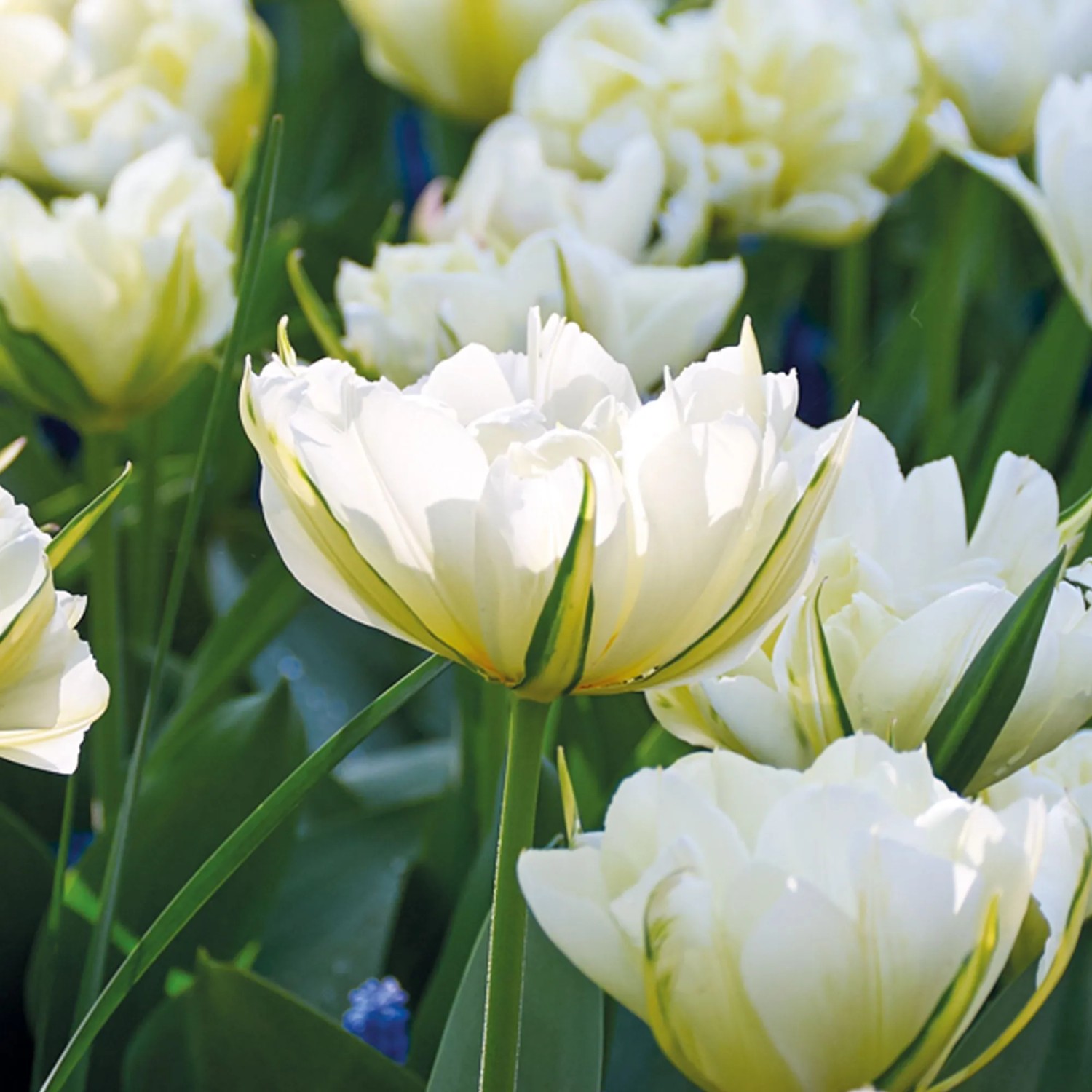 GROW by OBI Blumenzwiebeln Tulpe Vanille Coup Gelb 8er