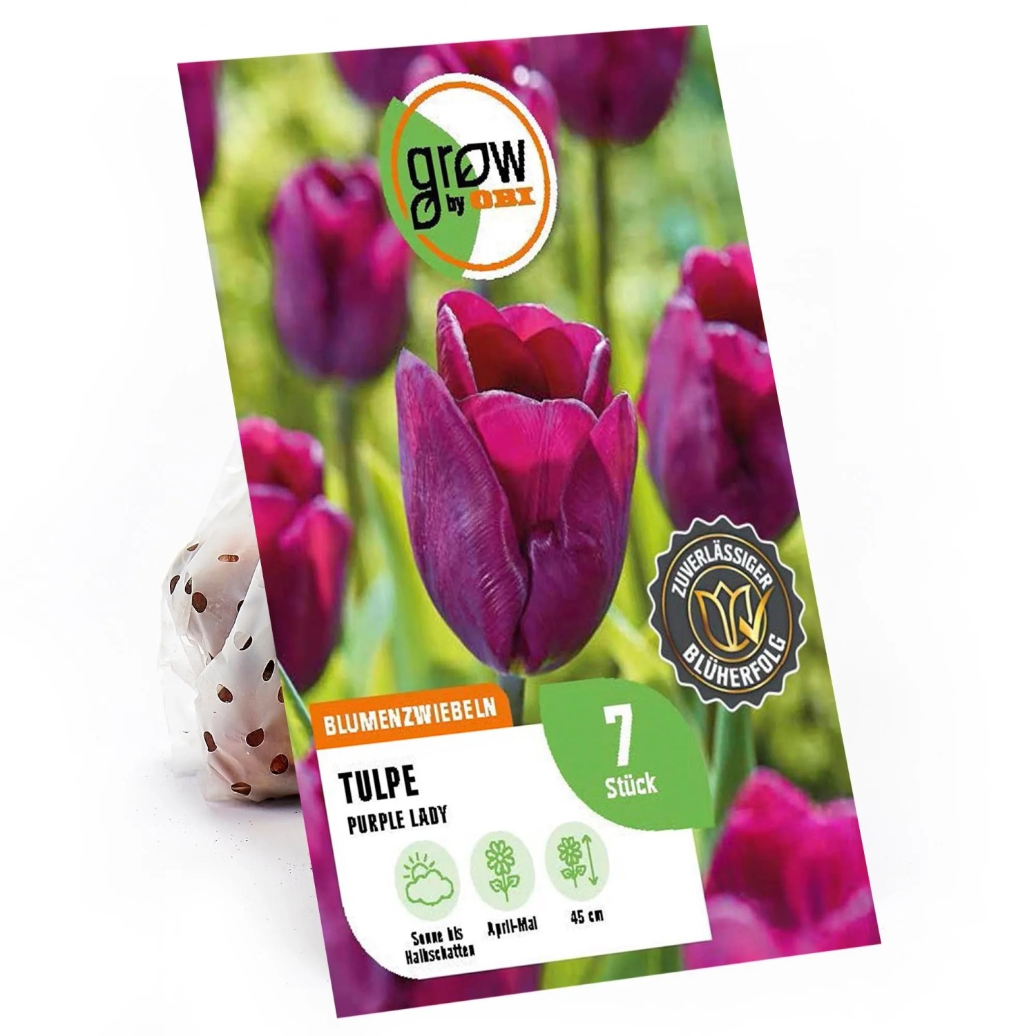 GROW By OBI Tulpen Purple Lady Purpur 7 Stück